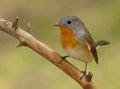 Red-breasted flycatcher (Ficedula parva) Royalty Free Stock Photo