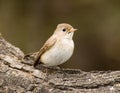 Red-breasted Flycatcher, Kleine Vliegenvanger, Ficedula parva Royalty Free Stock Photo