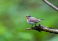 Red-breasted Flycatcher Royalty Free Stock Photo