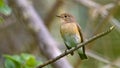 Red-breasted Flycatcher perching on tree branch Royalty Free Stock Photo