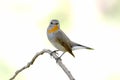 Red-breasted Flycatcher Taiga Flycatcher Ficedula parva Royalty Free Stock Photo