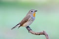 Red-breasted Flycatcher Taiga Flycatcher Ficedula parva Royalty Free Stock Photo