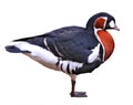 Red-breasted Goose Branta ruficollis Red breasted geese isolated Royalty Free Stock Photo