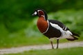 Red-breasted Goose, Branta ruficollis, sitting in violet flower. Wildlife animal scene from nature. Duck in the blooming grass. Be Royalty Free Stock Photo