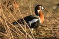 Red Breasted Goose In Reeds