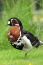 Red-breasted goose