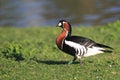 Red-breasted goose