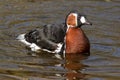 A Red-breasted Goose is swimming