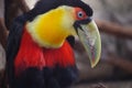Red-breasted, green-billed toucan