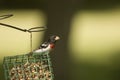 Red breasted grosbeak on suet feeder Royalty Free Stock Photo