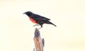 Red-breated Meadowlark Leistes militaris Royalty Free Stock Photo