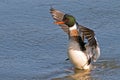 Red-breasted Merganser Royalty Free Stock Photo