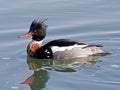 Red-breasted Merganser