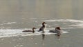 Red Breasted Merganser family swimming on a lake Royalty Free Stock Photo