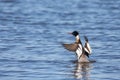 Red-breasted Merganser Looking Excited Royalty Free Stock Photo