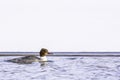 Red-breasted merganser floating on lake surface Royalty Free Stock Photo