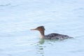 Red-breasted Merganser, Mergus serrator, swimming Royalty Free Stock Photo