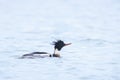 Red-breasted Merganser, Mergus serrator, swimming Royalty Free Stock Photo