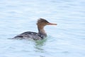 Red-breasted Merganser, Mergus serrator, swimming Royalty Free Stock Photo