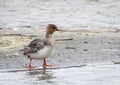 Red Breasted Merganser Royalty Free Stock Photo