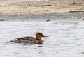 Red Breasted Merganser Royalty Free Stock Photo