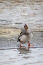 Red Breasted Merganser Royalty Free Stock Photo