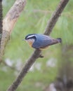 Red-Breasted Nuthatch