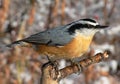Red-breasted Nuthatch Royalty Free Stock Photo