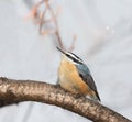 Red Breasted Nuthatch