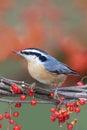 Red-breasted Nuthatch On Bittersweet Royalty Free Stock Photo