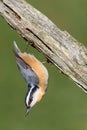 Red-breasted Nuthatch On A Branch