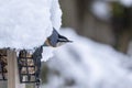 A Red-breasted Nuthatch Eating at the Suet Feeder in a Backyard Garden #1 Royalty Free Stock Photo