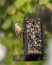 Red-breasted Nuthatch at a Feeder