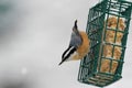 Red-breasted Nuthatch On A Feeder