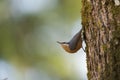 Red breasted nuthatch feeding in forest