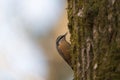 Red breasted nuthatch feeding in forest