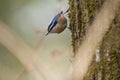 Red breasted nuthatch feeding in forest