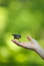 Red breasted nuthatch feeding nuts from people's hand