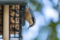 Red-breasted Nuthatch Feeding on a Seed Cake #5