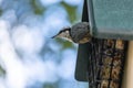 Red-breasted Nuthatch Feeding on a Seed Cake #5