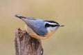 Red-breasted Nuthatch On A Perch Royalty Free Stock Photo