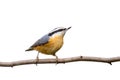 Red-breasted nuthatch perched on a branch