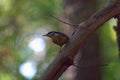 Red-Breasted Nuthatch Perched on Large Muscadine Vine Royalty Free Stock Photo