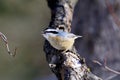 Red-breasted Nuthatch  838977 Royalty Free Stock Photo