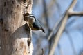 Red Breasted Nuthatch, Southwestern Ontario, Canada