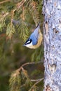 Red-Breasted Nuthatch   829925 Royalty Free Stock Photo