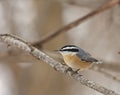 Red-breasted Nuthatch (Sitta canadensis)