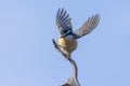 Red Breasted Nuthatch taking flight from a small branch