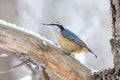 Red-breasted Nuthatch on tree limb with snow in winter Royalty Free Stock Photo