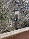 red-breasted nuthatcher at bird feeder